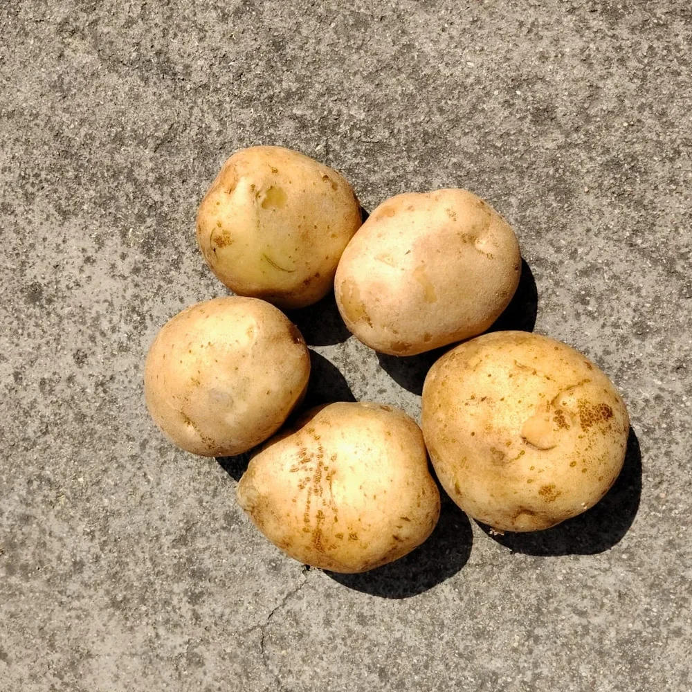 Bulk Table Potato - Food & Agriculture by OLD Balanz
