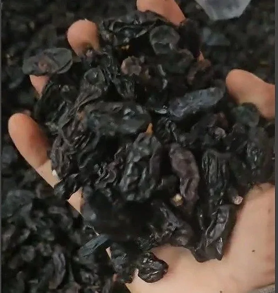 Swarna Seedless Black Raisins 15 Kg Carton - Food & Agriculture by Kagwad Hi-Tech Agro Processing Pvt. Ltd.