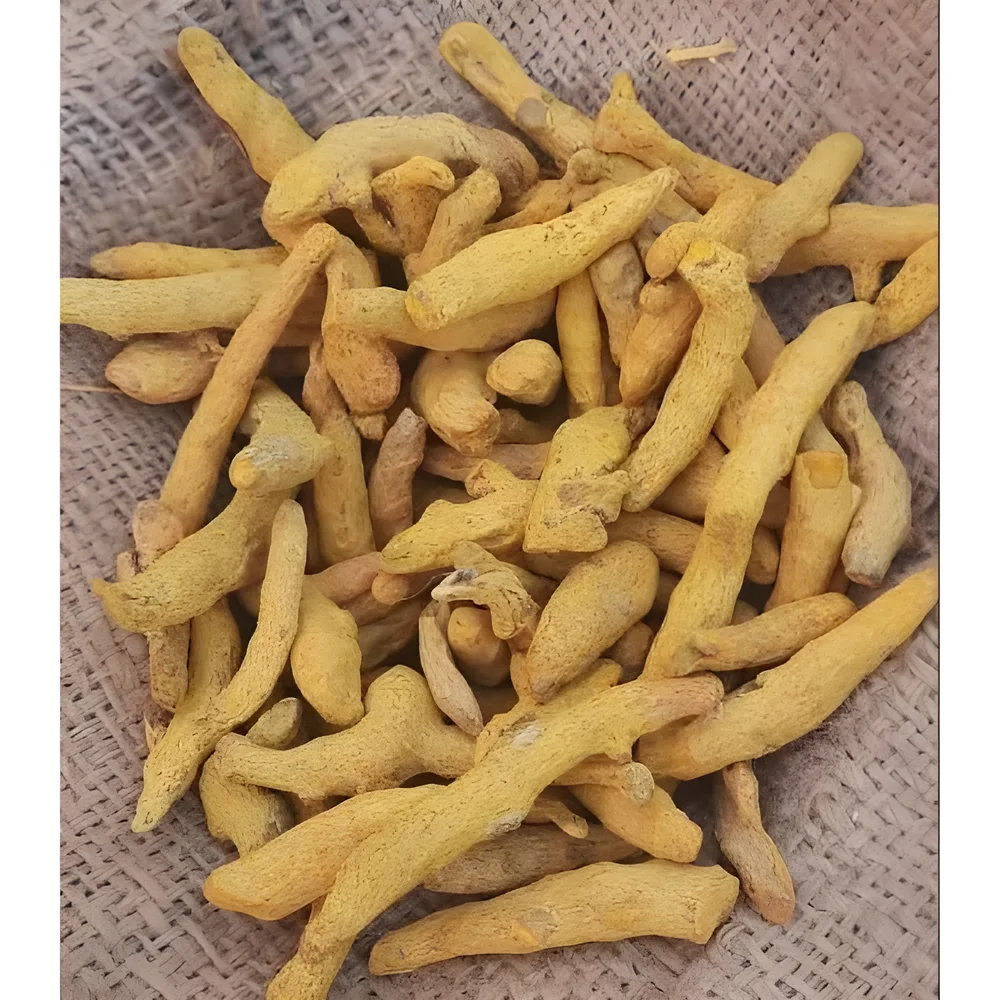 Sangli Whole Turmeric Fingers - Food & Agriculture by Oviya Universal LLP