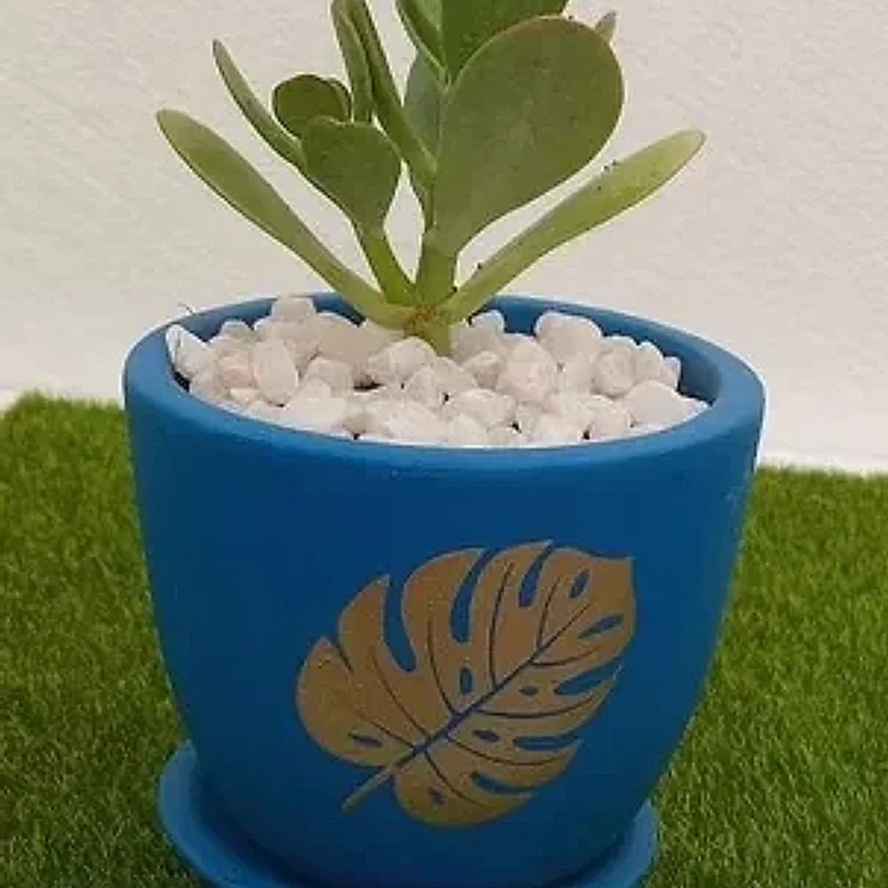 Jade Succulent Plant in Blue Ceramic Pot - Food & Agriculture by Cerra and Terra Home Decor