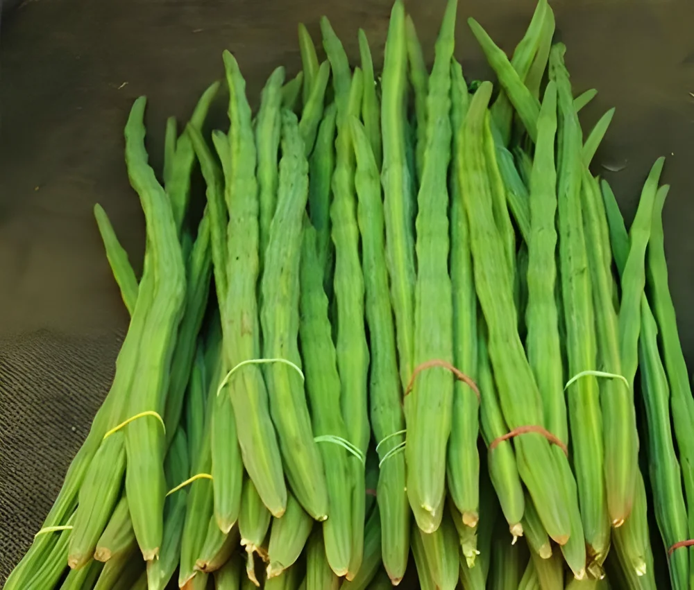 Export Grade Drumsticks (Moringa Pods) - Food & Agriculture by Shyamrao Enterprises