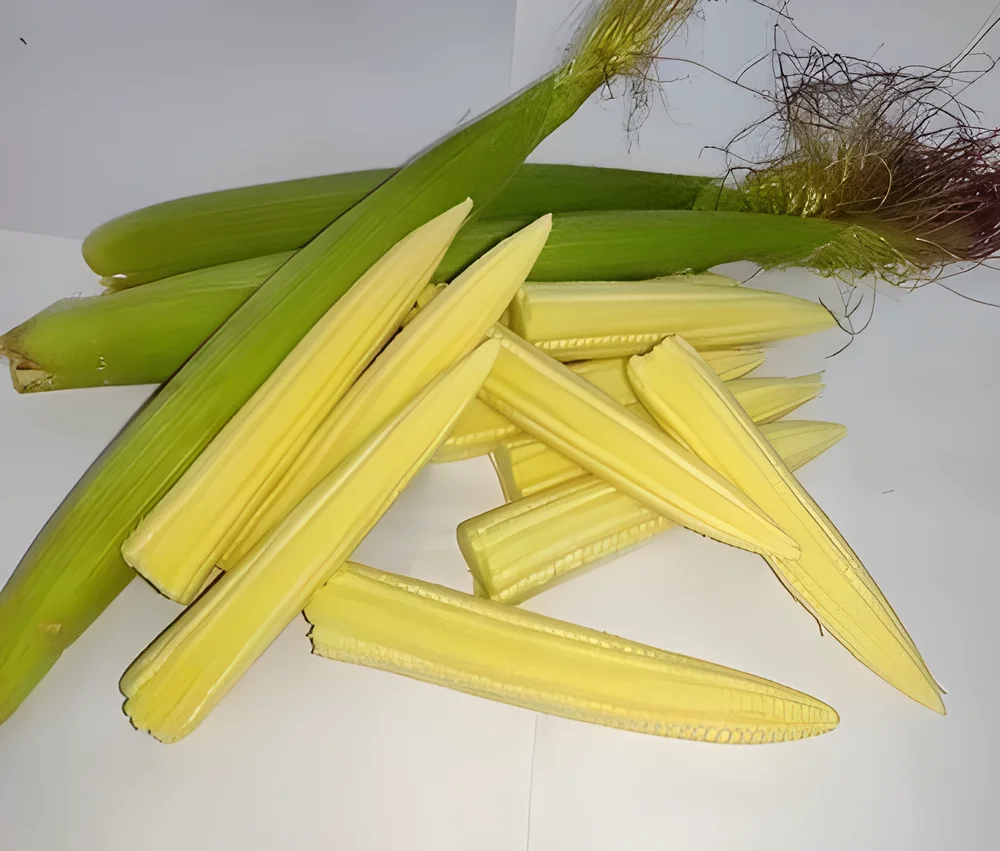 Fresh Baby Corn for Wholesale - Food & Agriculture by Shyamrao Enterprises