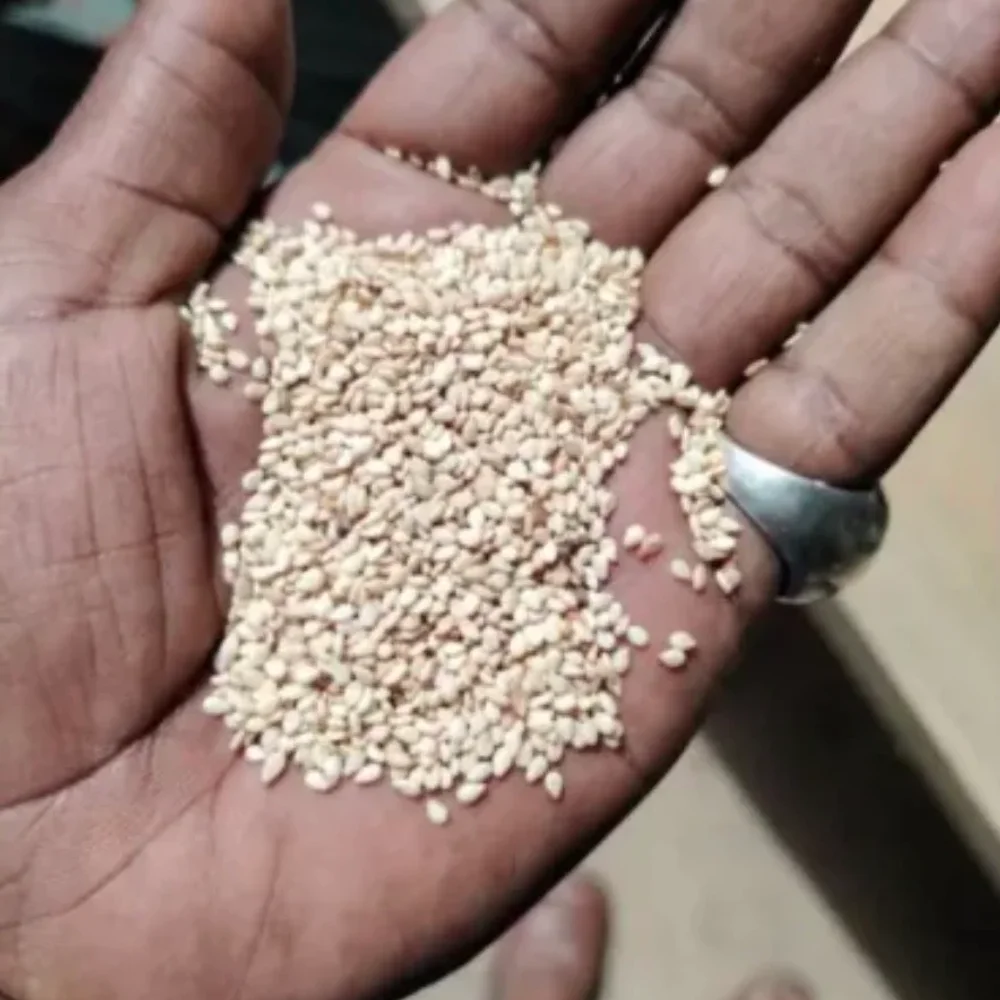 Hulled Sesame Seeds 50kg Bulk - Food & Agriculture by A4 TradEx