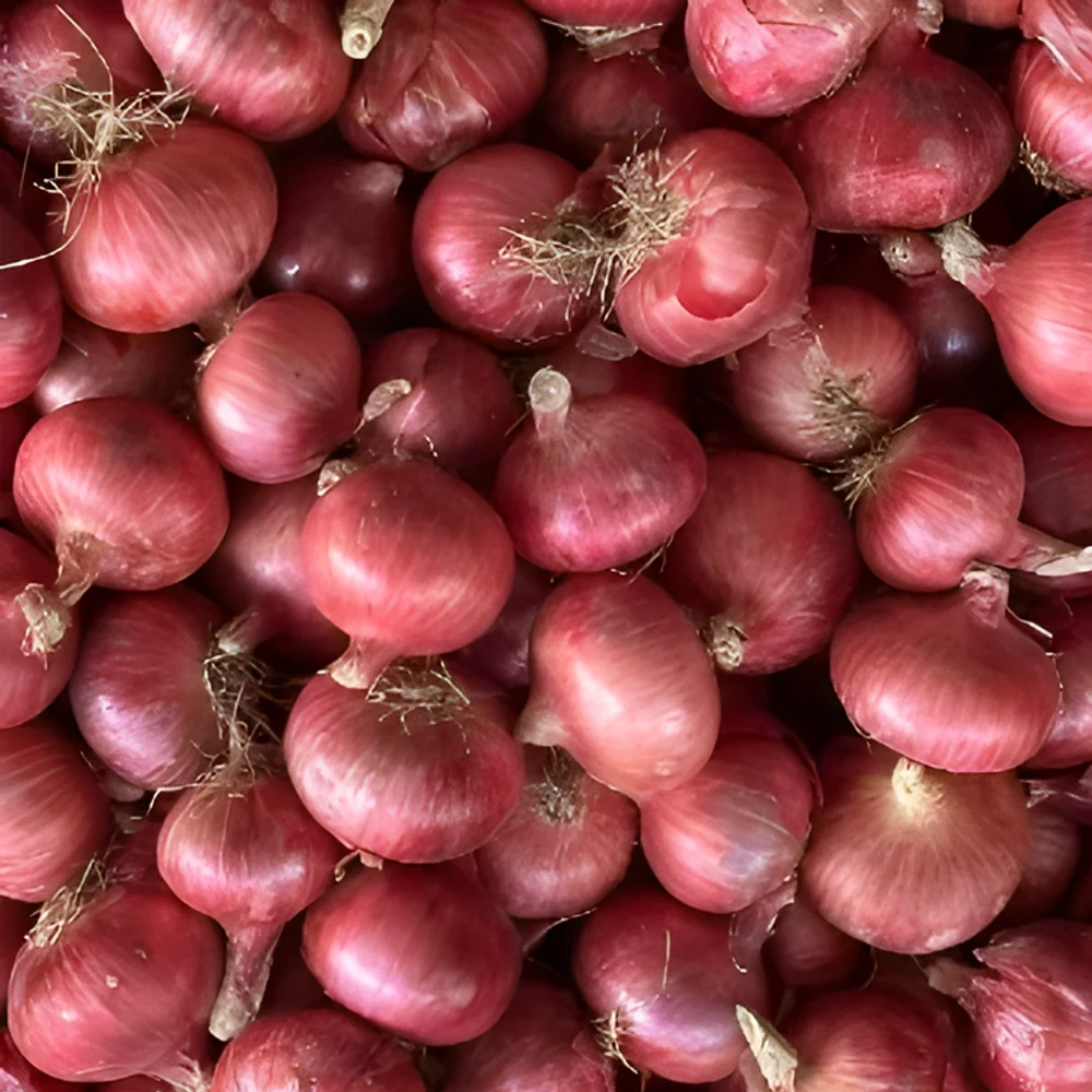 Bulk Garva Onions - Food & Agriculture by JD Tech Industries