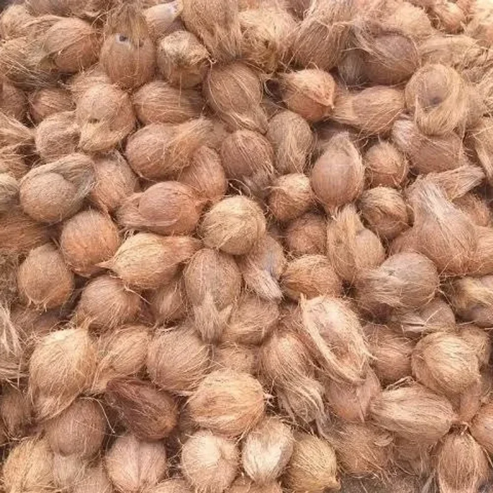 Bulk Coconuts - Food & Agriculture by Sri Bhagyalakshmi Exports & Imports