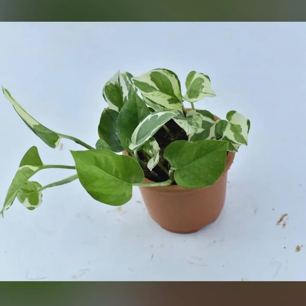 Variegated Pothos 'N'Joy' Money Plant - Food & Agriculture by Anand Garden Nursery