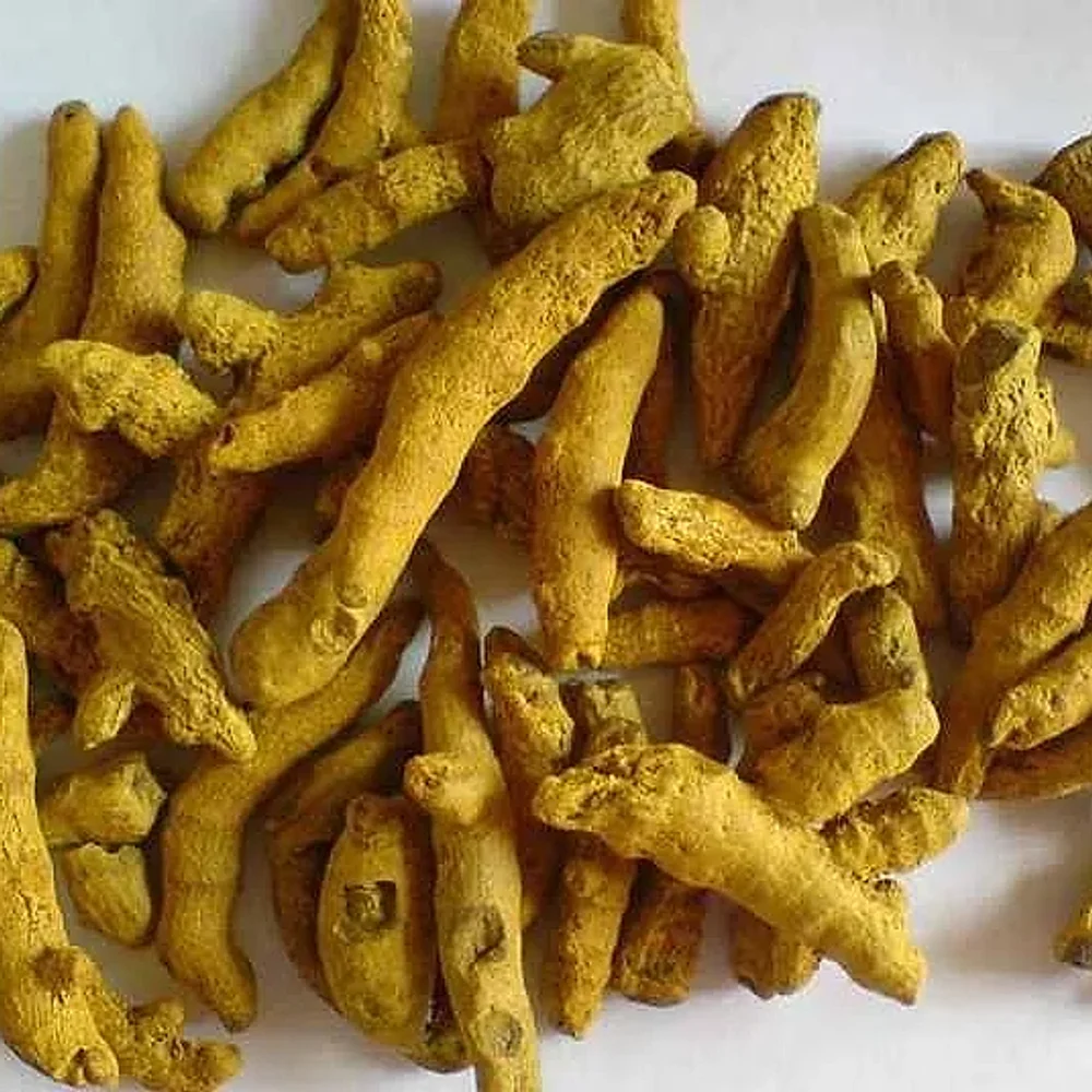 Polished Whole Turmeric Finger - Food & Agriculture by Oviya Universal LLP