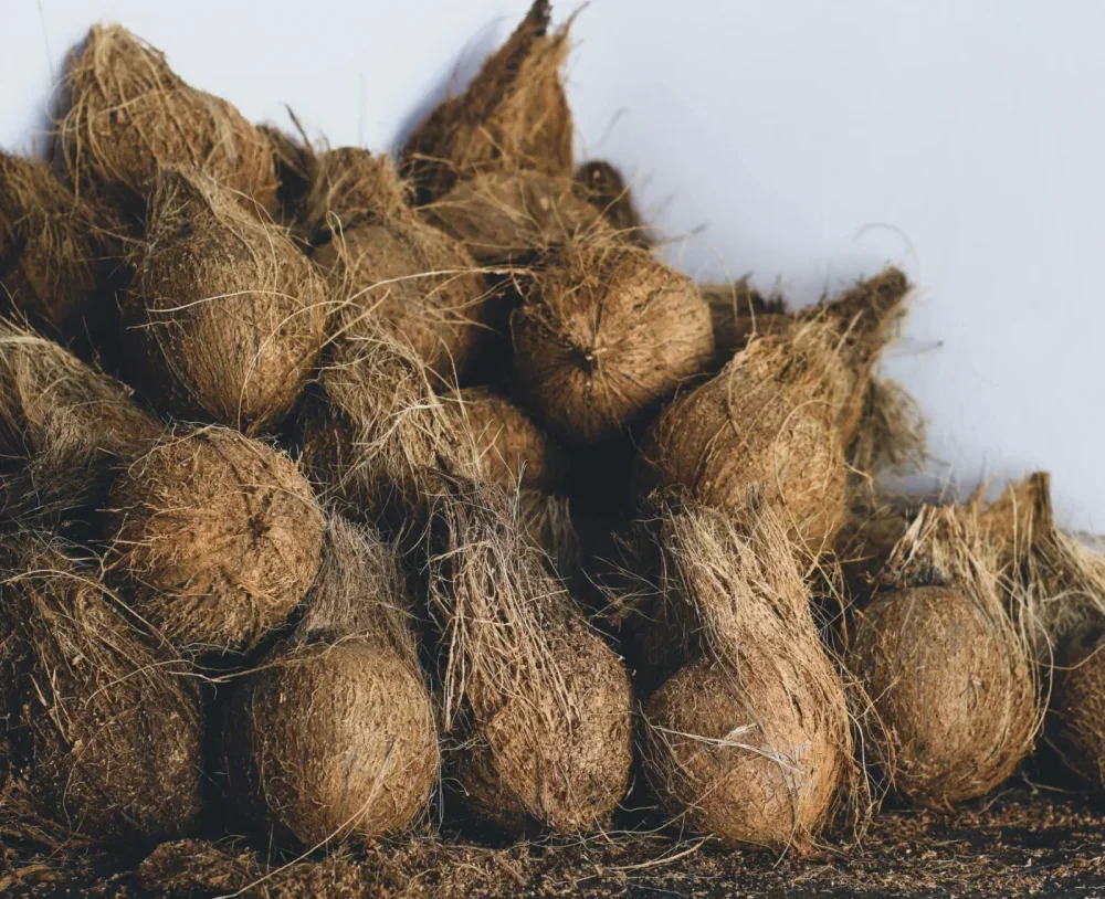 Dried Coconut - Food & Agriculture by Agriglobe Ventures