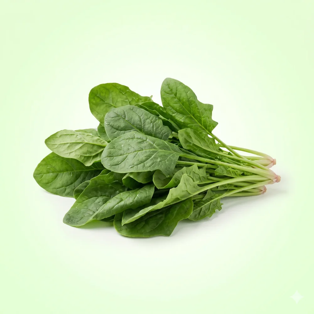 Garden AgroStore Spinach Seeds 800 Seeds Pack - Food & Agriculture by Vigyat Chemicals Co.