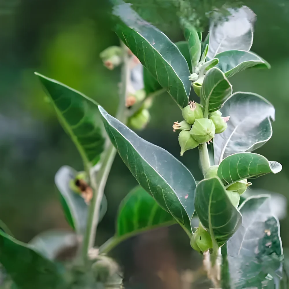 Ashwagandha Plant - Food & Agriculture by Sahyoga Naturals Agroventures Pvt. Ltd.