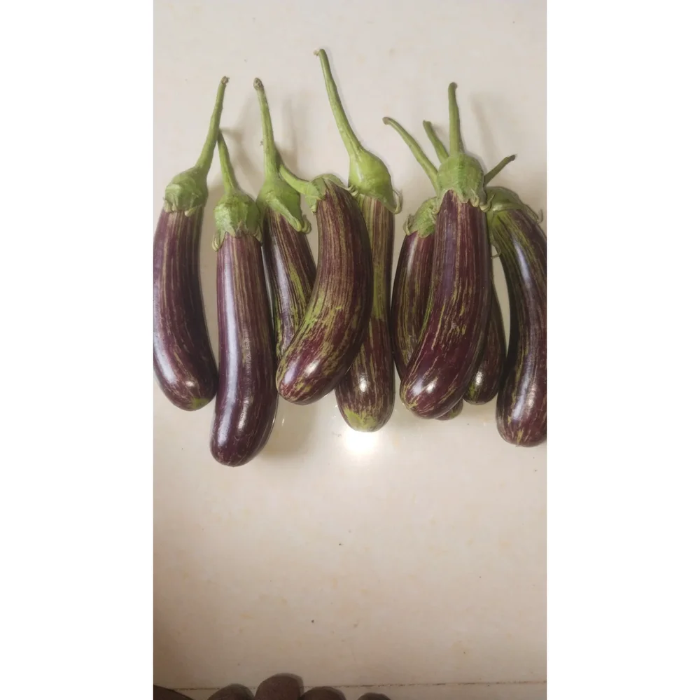 Organic Brinjal - Food & Agriculture by Vkss