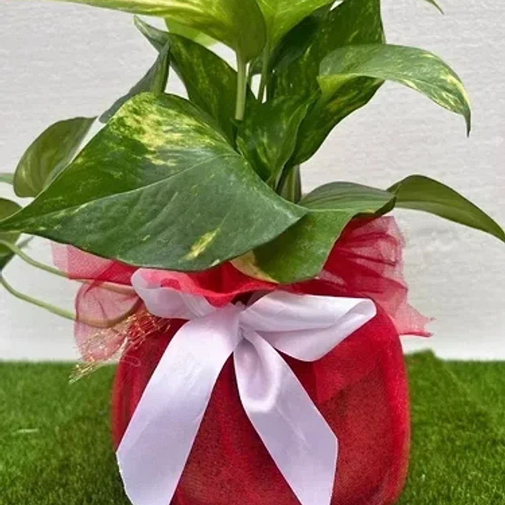 Marble Money Plant in Terracotta Pot - Handicrafts & Gifts by Cerra and Terra Home Decor