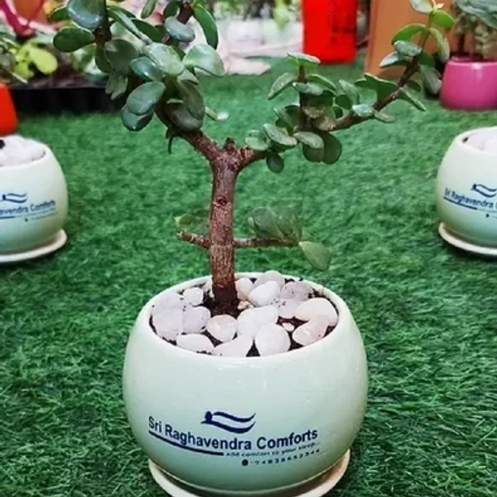 Ceramic Indoor Plant Pot - Home & Kitchen by Cerra and Terra Home Decor