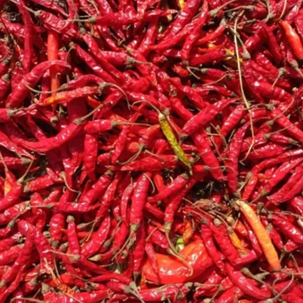 Teja (S17) Dry Red Chilli Without Stem - Food & Agriculture by Silasya Fusion Pvt. Ltd.