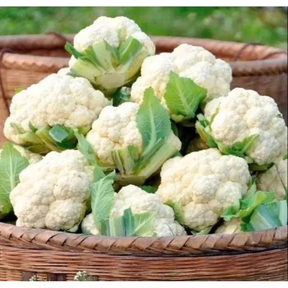Fresh Cauliflower for Bulk Supply - Food & Agriculture by Hardya Foods
