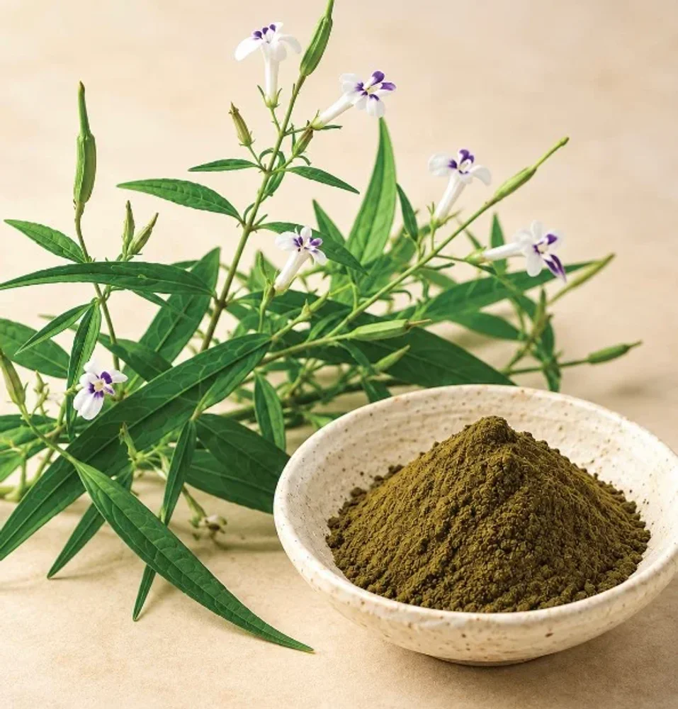 Andrographis paniculata Extract Powder - Chemicals & Raw Materials by M/S. Riverline Lifesciences & Herbals Pvt. Ltd.