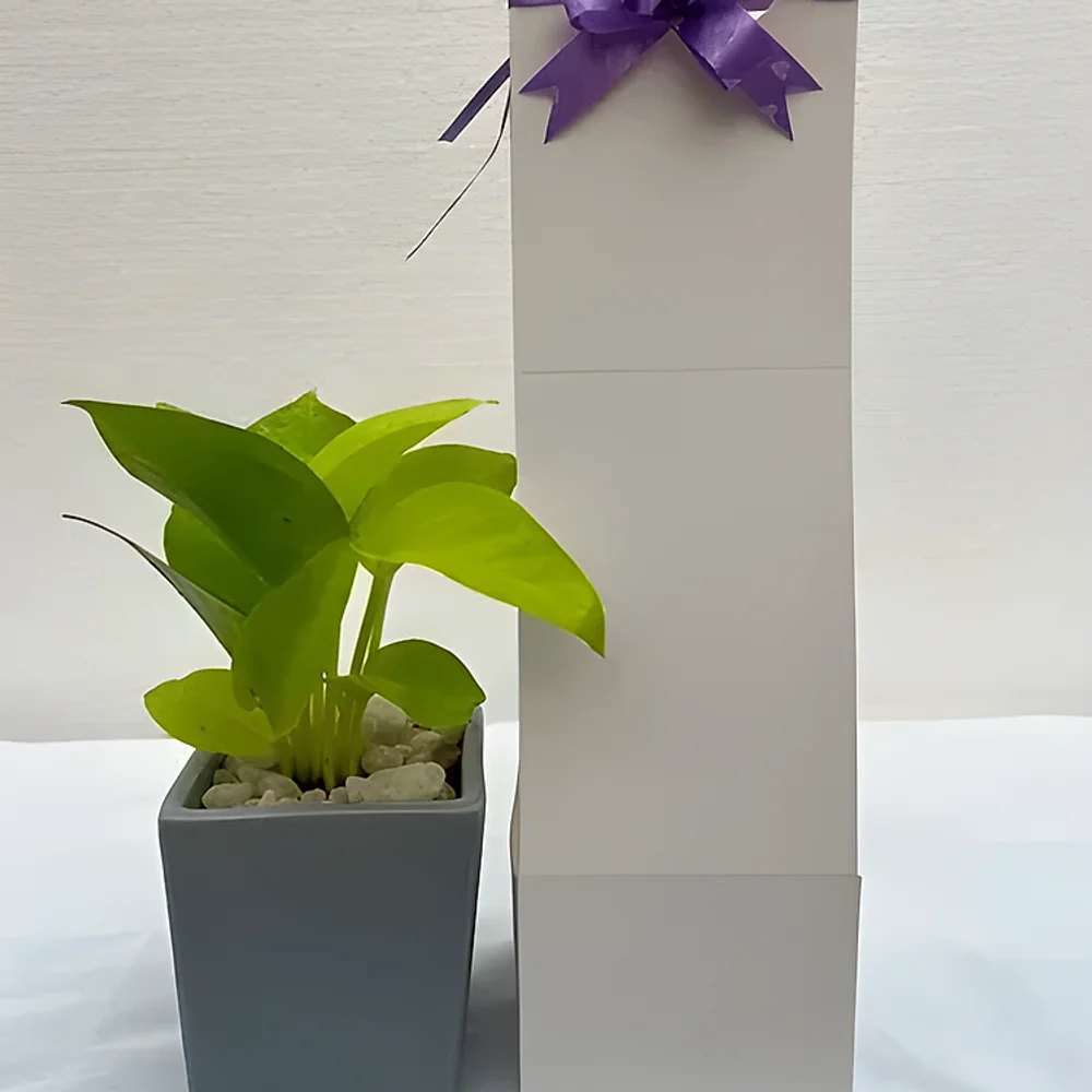 Square Ceramic Plant Pot with Indoor Plant and Gift Box - Home & Kitchen by Cerra and Terra Home Decor
