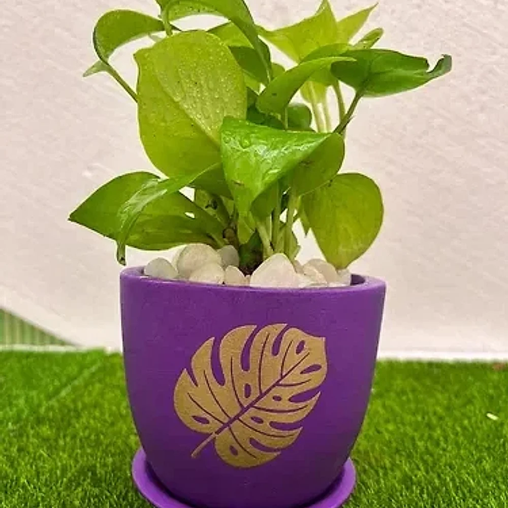 Golden Money Plant in Purple Terracotta Pot - Food & Agriculture by Cerra and Terra Home Decor