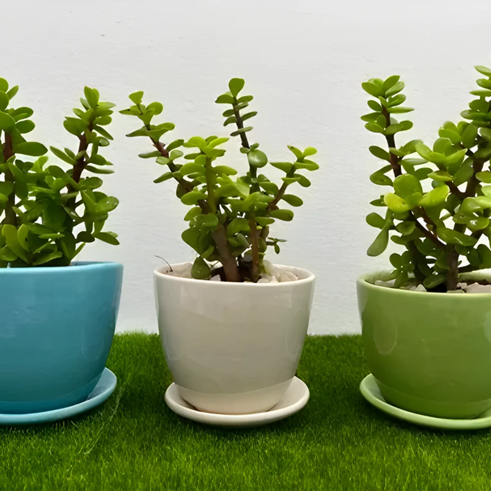 Ceramic Jade Plant Pots Set of Three - Home & Kitchen by Cerra and Terra Home Decor
