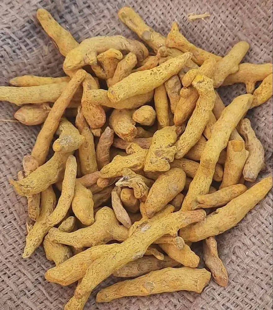 Export-Quality Sangli Whole Turmeric - Food & Agriculture by Universal Agro Trader