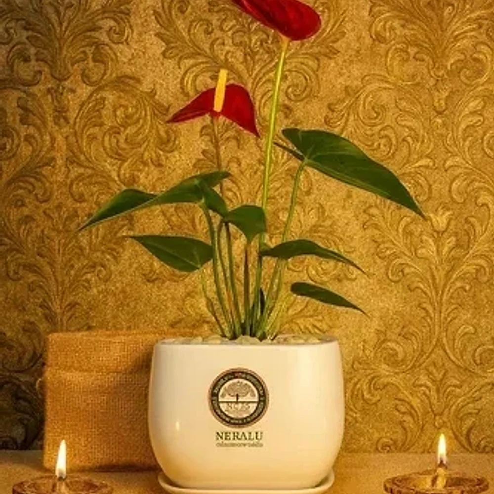 Jute and Clay Indoor Plant Planter Seed Kit - Handicrafts & Gifts by Cerra and Terra Home Decor