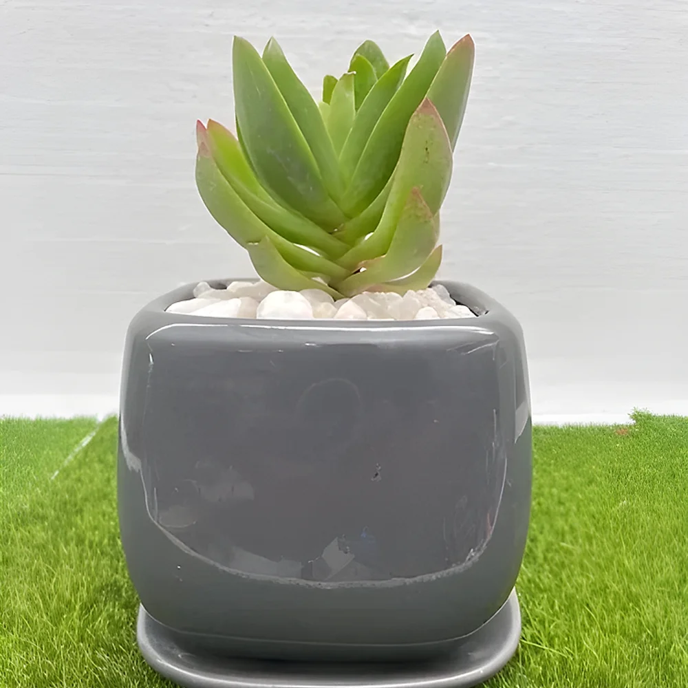 Indoor Succulent Plant in Grey Ceramic Pot - Home & Kitchen by Cerra and Terra Home Decor