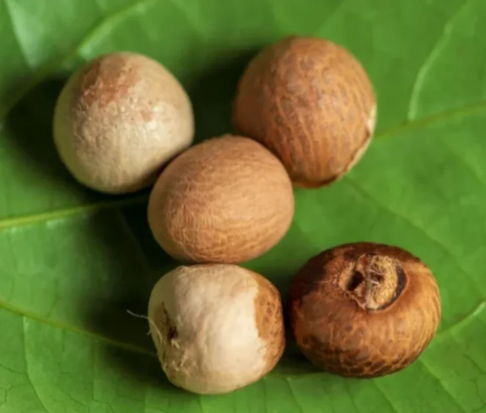 Dried Moro Double Grade Betel Nut - Food & Agriculture by Silasya Fusion Pvt. Ltd.