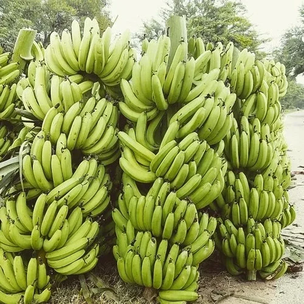 Banana - Food & Agriculture by Bharat Traders