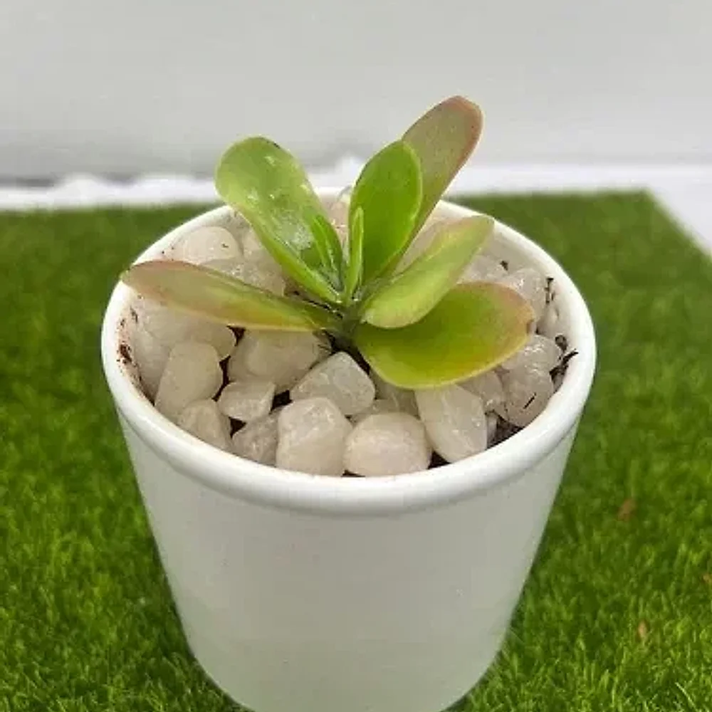White Ceramic Cylindrical Indoor Plant Pot - Home & Kitchen by Cerra and Terra Home Decor