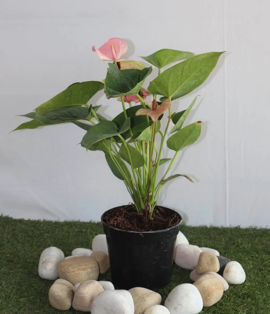 Pink Anthurium Flowering Indoor Plant - Food & Agriculture by Anand Garden Nursery