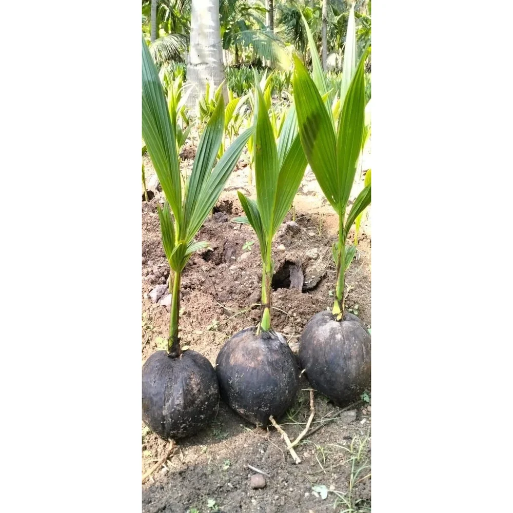 Bulk Coconut Plant Saplings - Food & Agriculture by Madhuri Enterprises