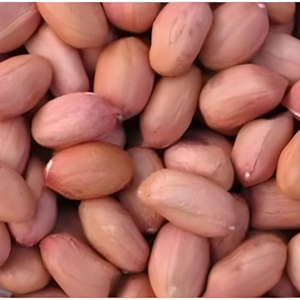 Bulk Groundnut Seeds - Food & Agriculture by Farmers Group India