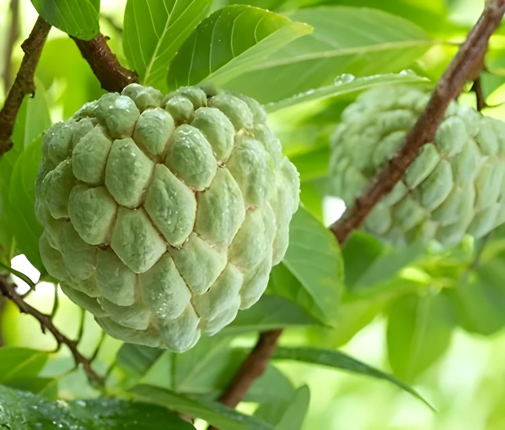 Export Grade Custard Apple (Annona squamosa) - Food & Agriculture by Shyamrao Enterprises