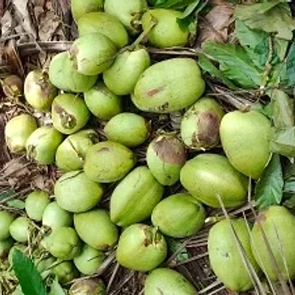 Fresh Tender Coconut for Beverages - Food & Agriculture by VLS Enterprises