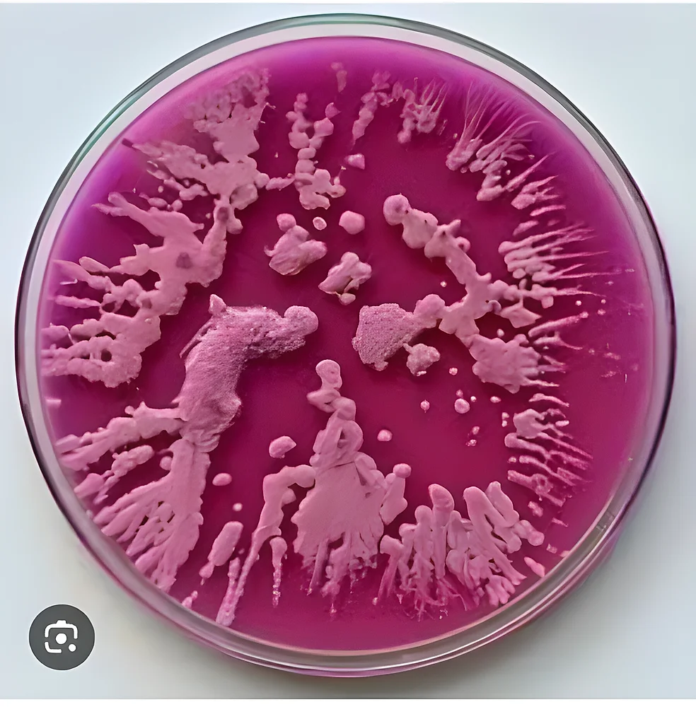 Microorganism Identification Services - Business & Professional Services by Elshaddai Aradhna Group
