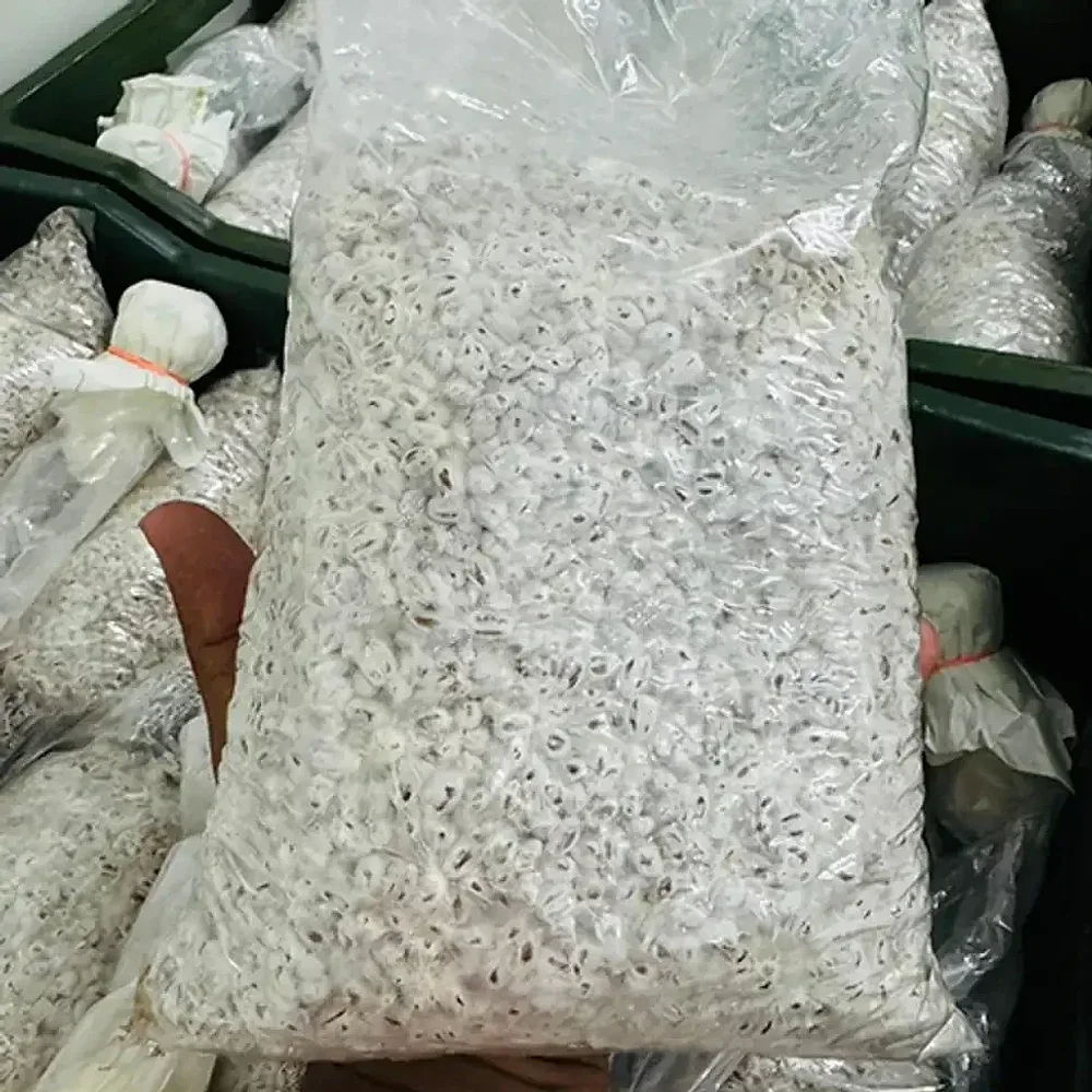 FSSAI Certified Button Mushroom Spawn - Food & Agriculture by Robycat Foods