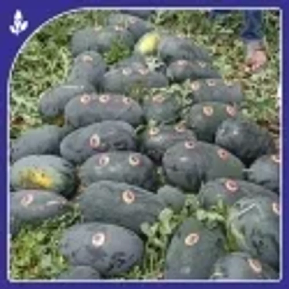 Sagar Seeds F-1 Hybrid Watermelon Seeds 50 GM - Food & Agriculture by Sagar Biotech