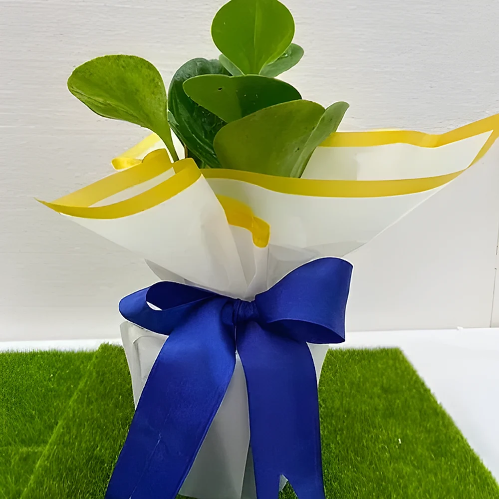 Indoor Peperomia Plant in Plastic Pot - Food & Agriculture by Cerra and Terra Home Decor