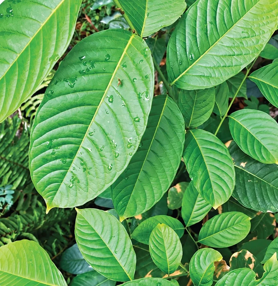 Lagerstroemia Speciosa Leaf Extract - Chemicals & Raw Materials by M/S. Riverline Lifesciences & Herbals Pvt. Ltd.