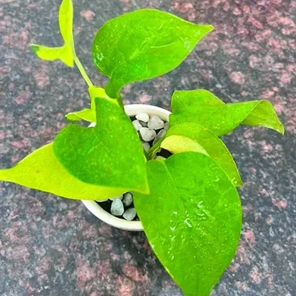 Golden Money Plant in White Plastic Pot - Food & Agriculture by Cerra and Terra Home Decor