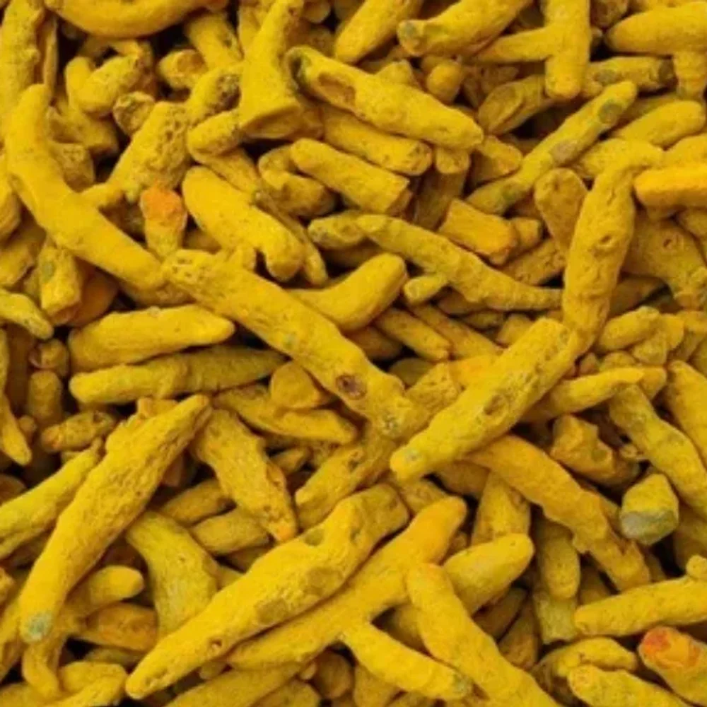 Salem Polished Turmeric Finger - Food & Agriculture by Silasya Fusion Pvt. Ltd.