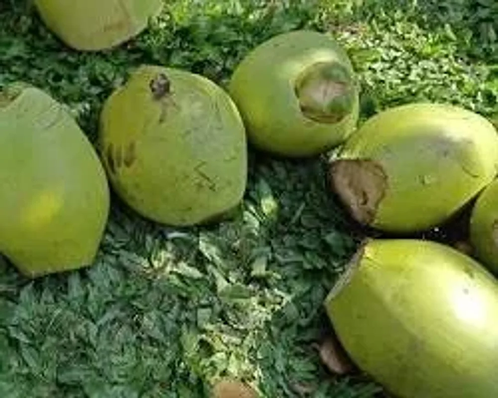 Fresh Tender Coconut - Food & Agriculture by Raz Traders