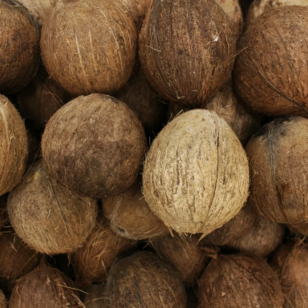 Coconut - Husked, Fully-husked, Semi-husked - Food & Agriculture by Agriglobe Ventures