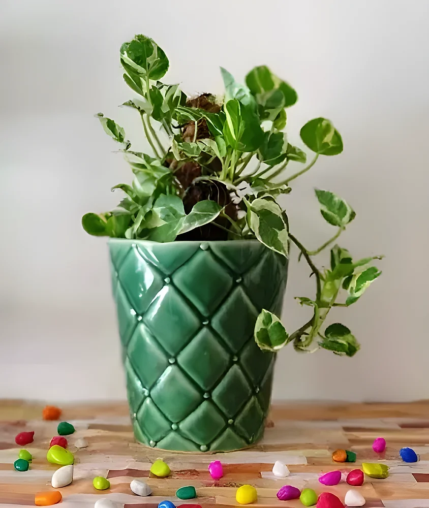 Cylindrical Ceramic Indoor Plant Pot - Home & Kitchen by Cerra and Terra Home Decor