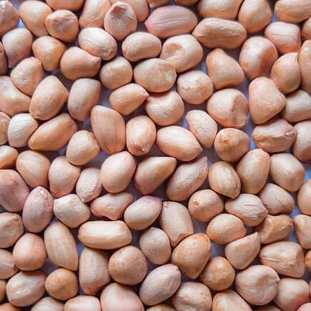 Bold Peanut Kernels - Food & Agriculture by Ali Agri Export