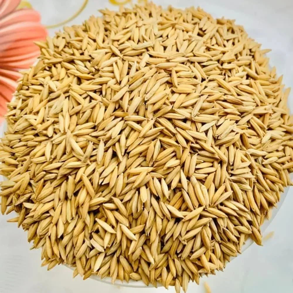 Organic Paddy Rice - Food & Agriculture by M/S. Madhu Priya Enterprises
