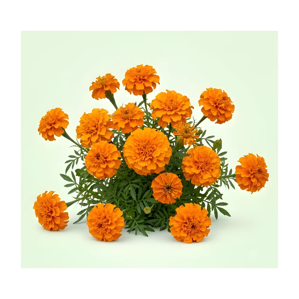 Orange Marigold Flower Seeds - Food & Agriculture by Vigyat Chemicals Co.
