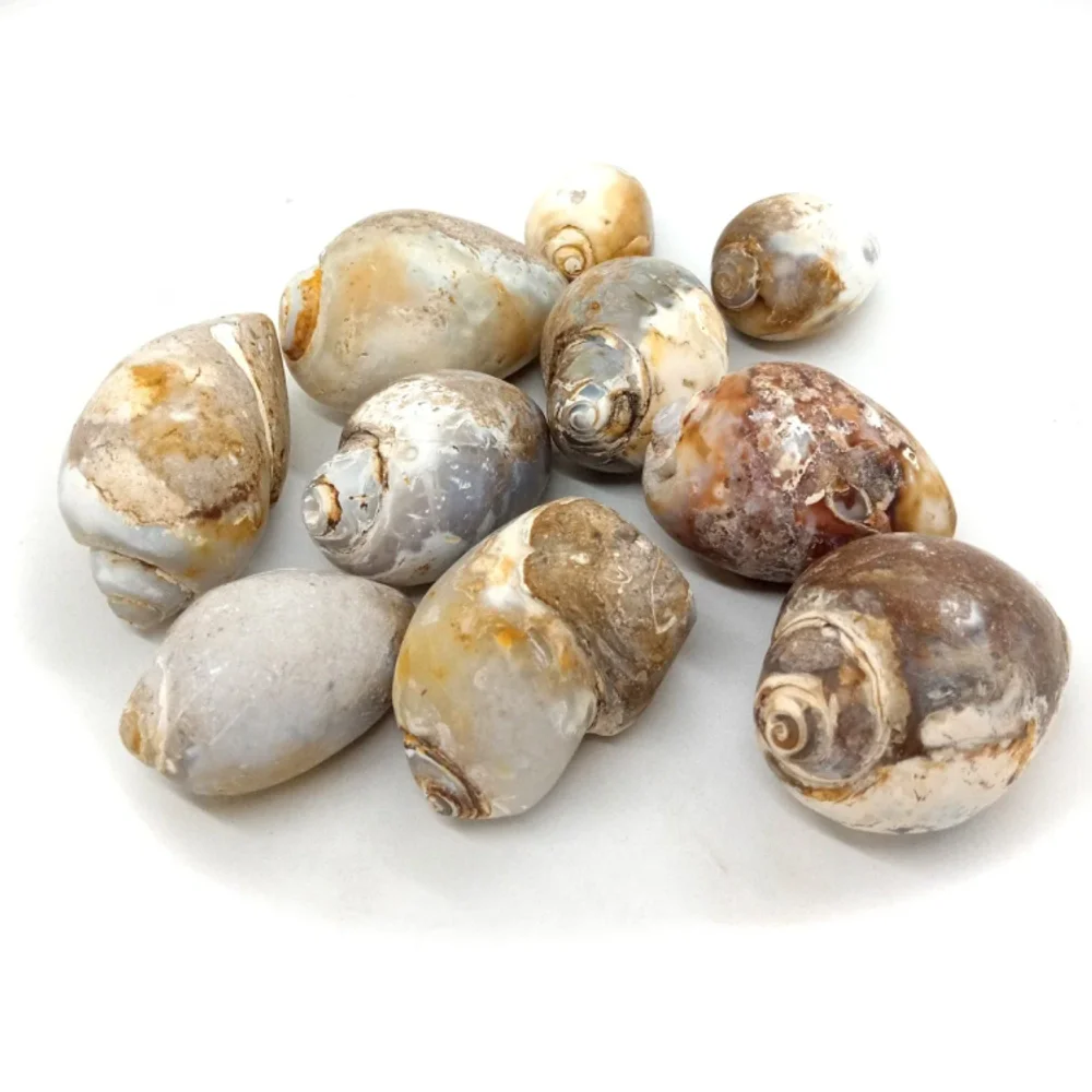 Bulk Natural Seashells - Home & Kitchen by Zairish Global