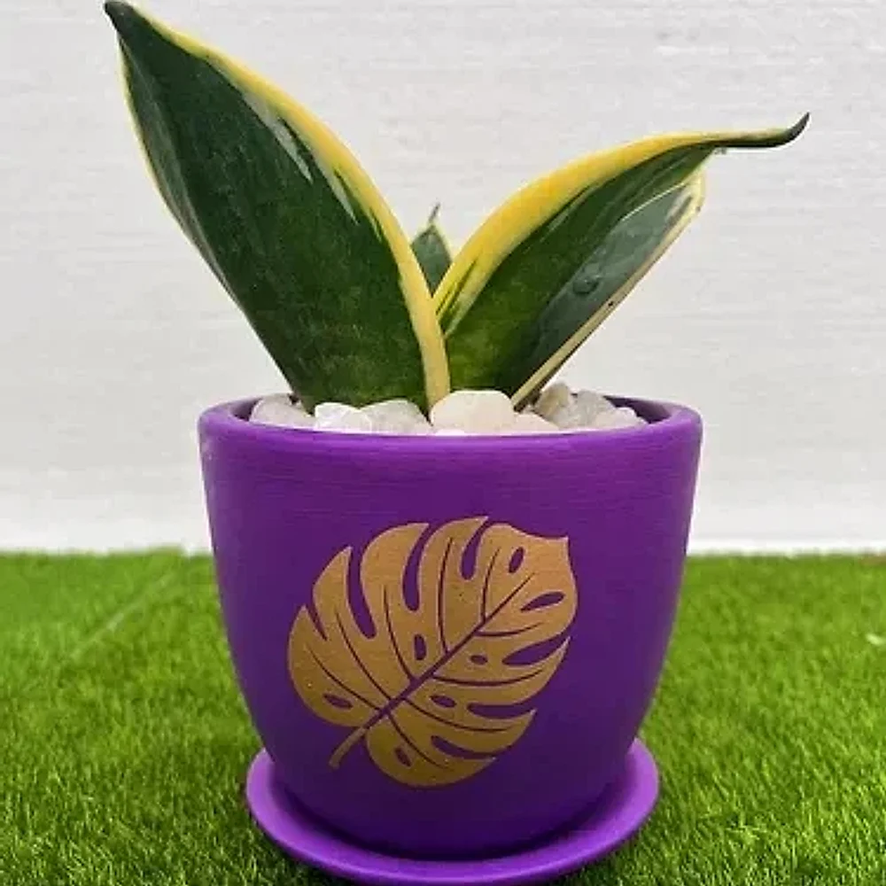 Snake Plant Green in Purple Terracotta Pot - Food & Agriculture by Cerra and Terra Home Decor