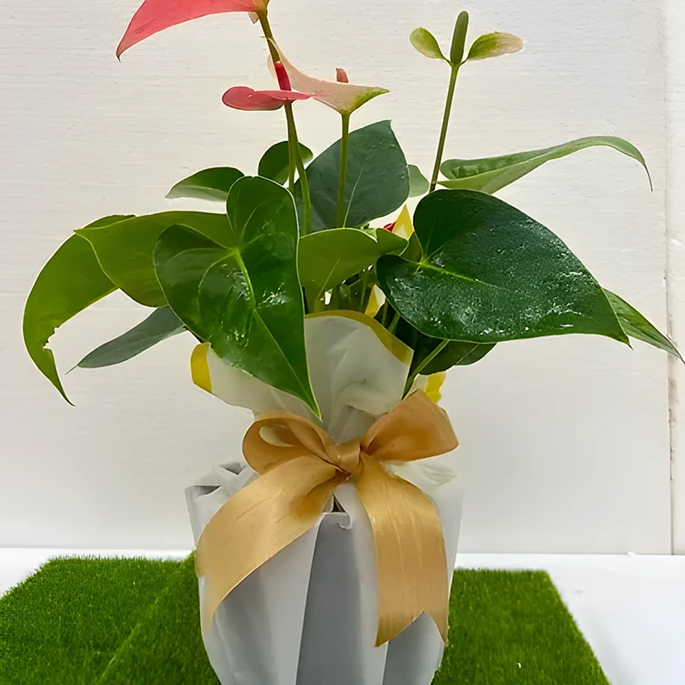 Anthurium Andreanum Indoor Ornamental Plant with Pink Plastic Pot - Food & Agriculture by Cerra and Terra Home Decor